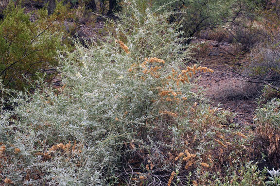  Atriplex canescens